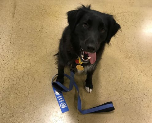 Porter - dog for animal-assisted play therapy